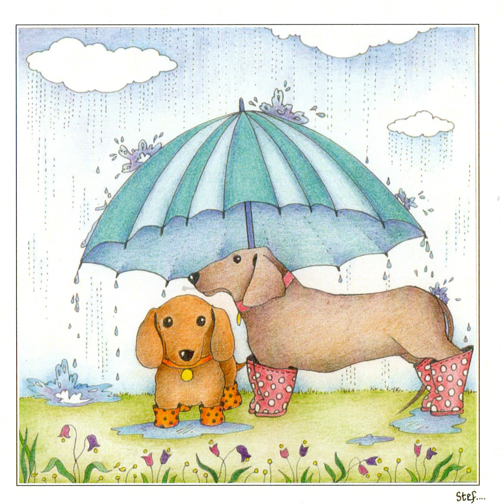 Two Dachshunds Sheltering From The Rain — wholesale greeting card
