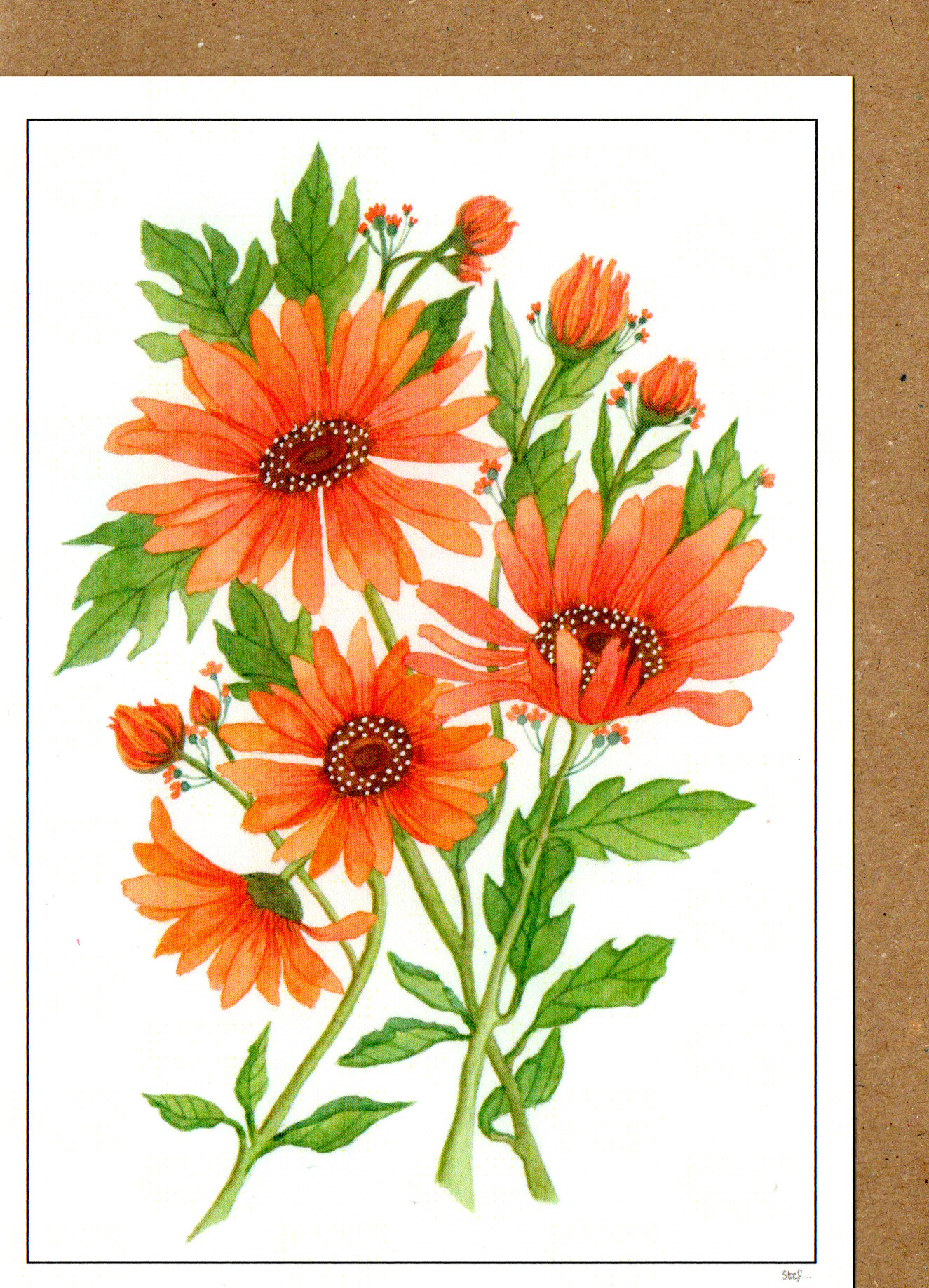 Orange Daisy — wholesale greeting card