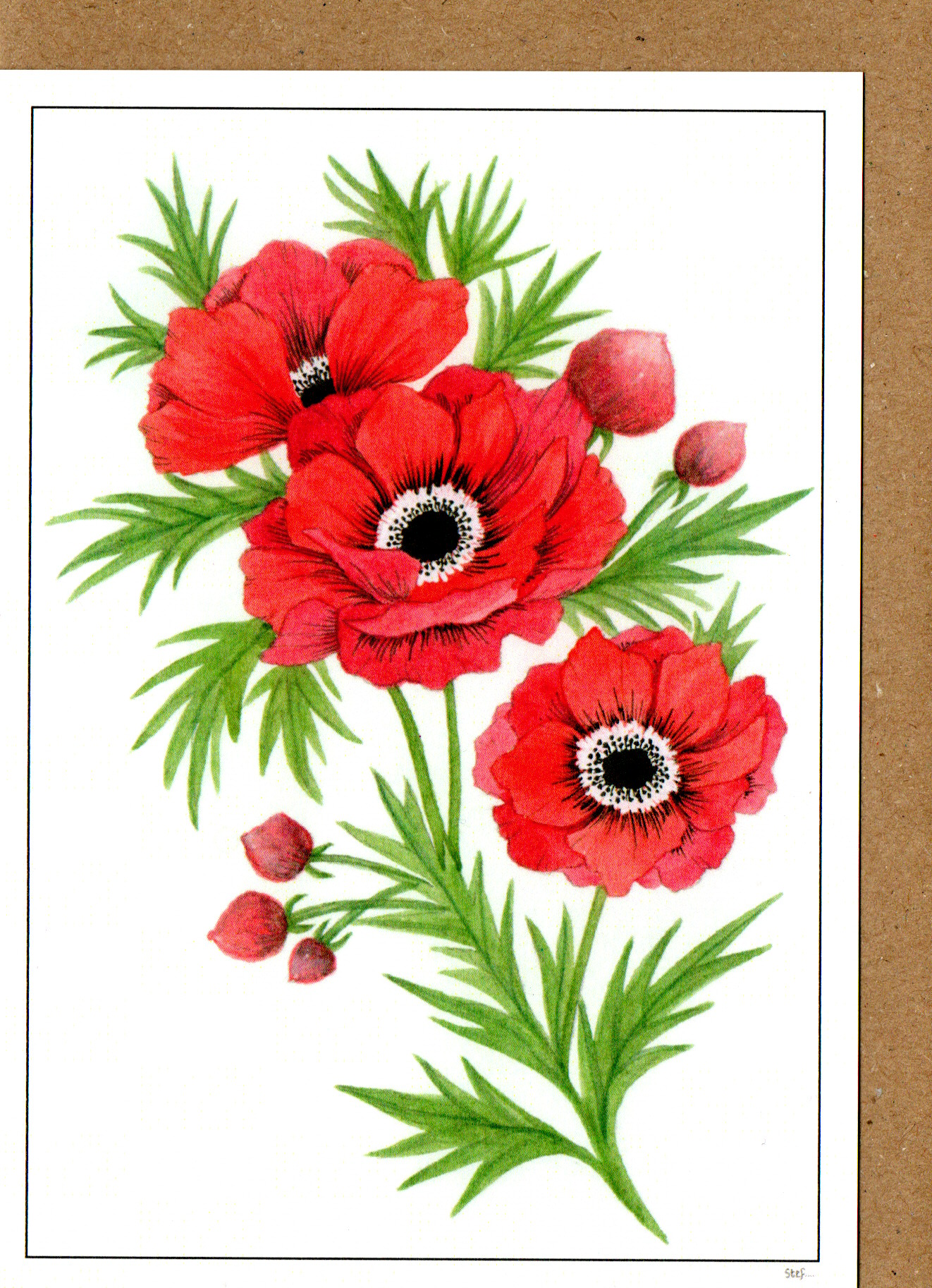 Red Anemone — wholesale greeting card