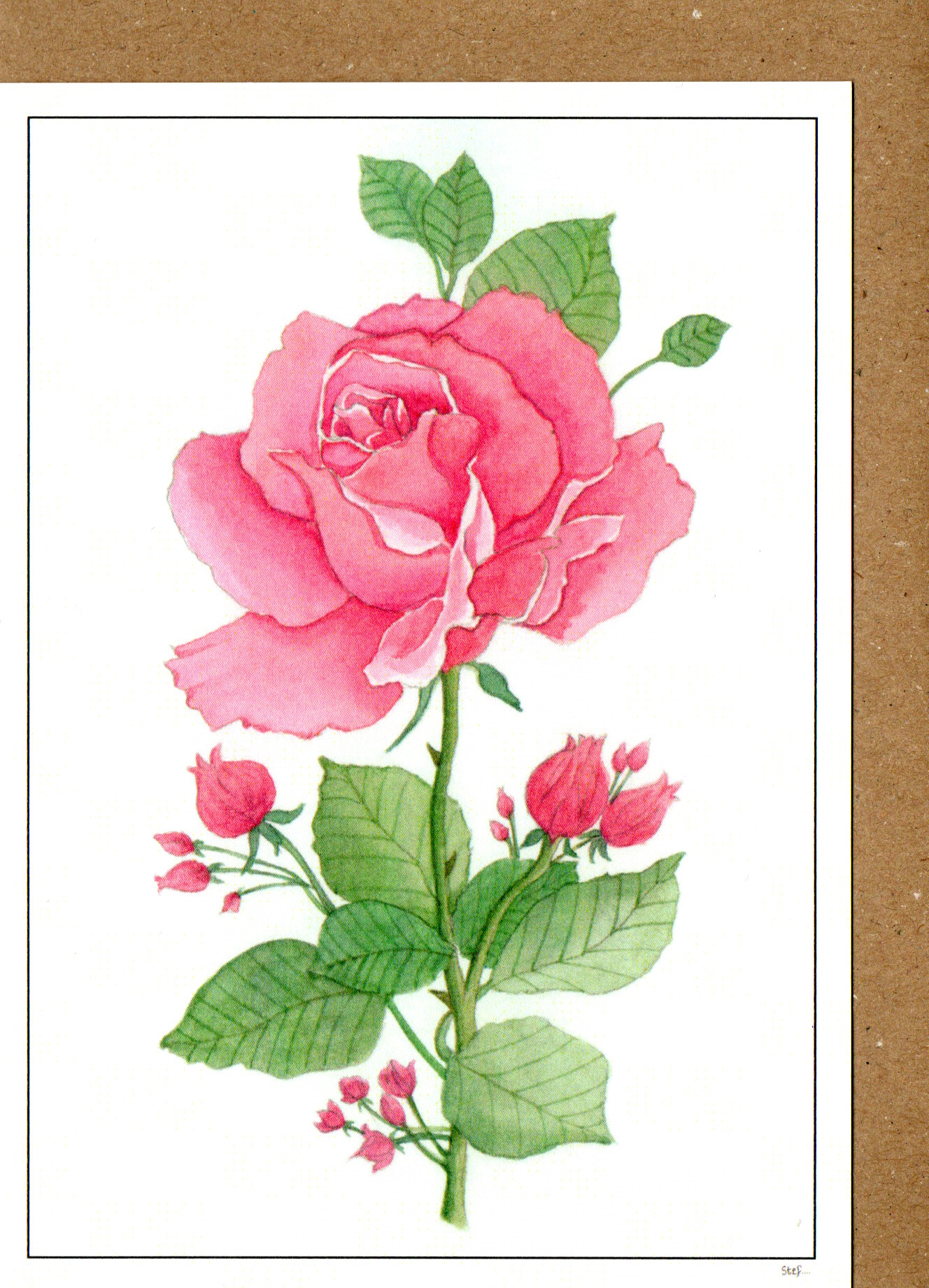 Pink Rose — wholesale greeting card
