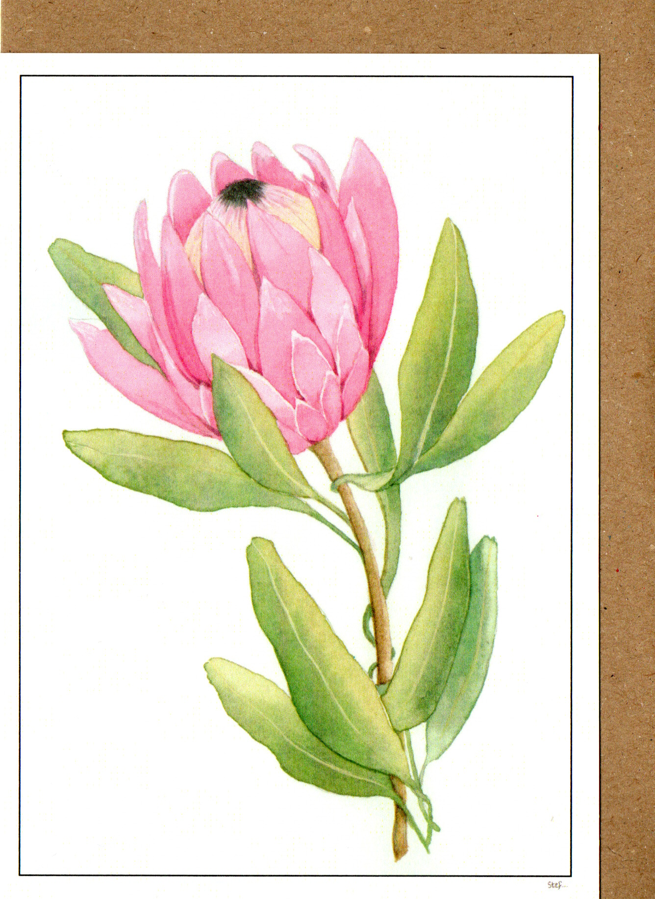 Pink Protea Flower — wholesale greeting card