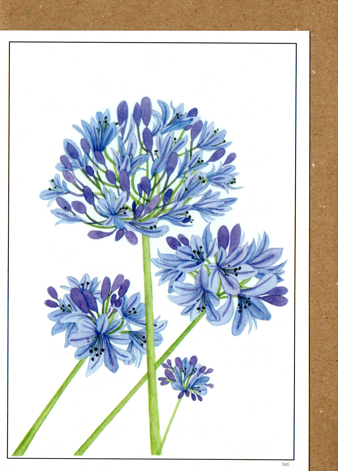 Blue Agapanthus — wholesale greeting card
